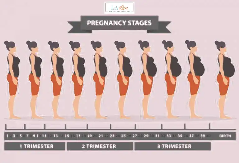 First Trimester (Weeks 1–12): Early Changes You Might Not Notice Park Royal